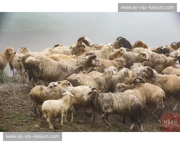 鳄鱼与羚羊的博弈：尼姆vs尼奥尔，法兰西绿茵场上的灵魂较量